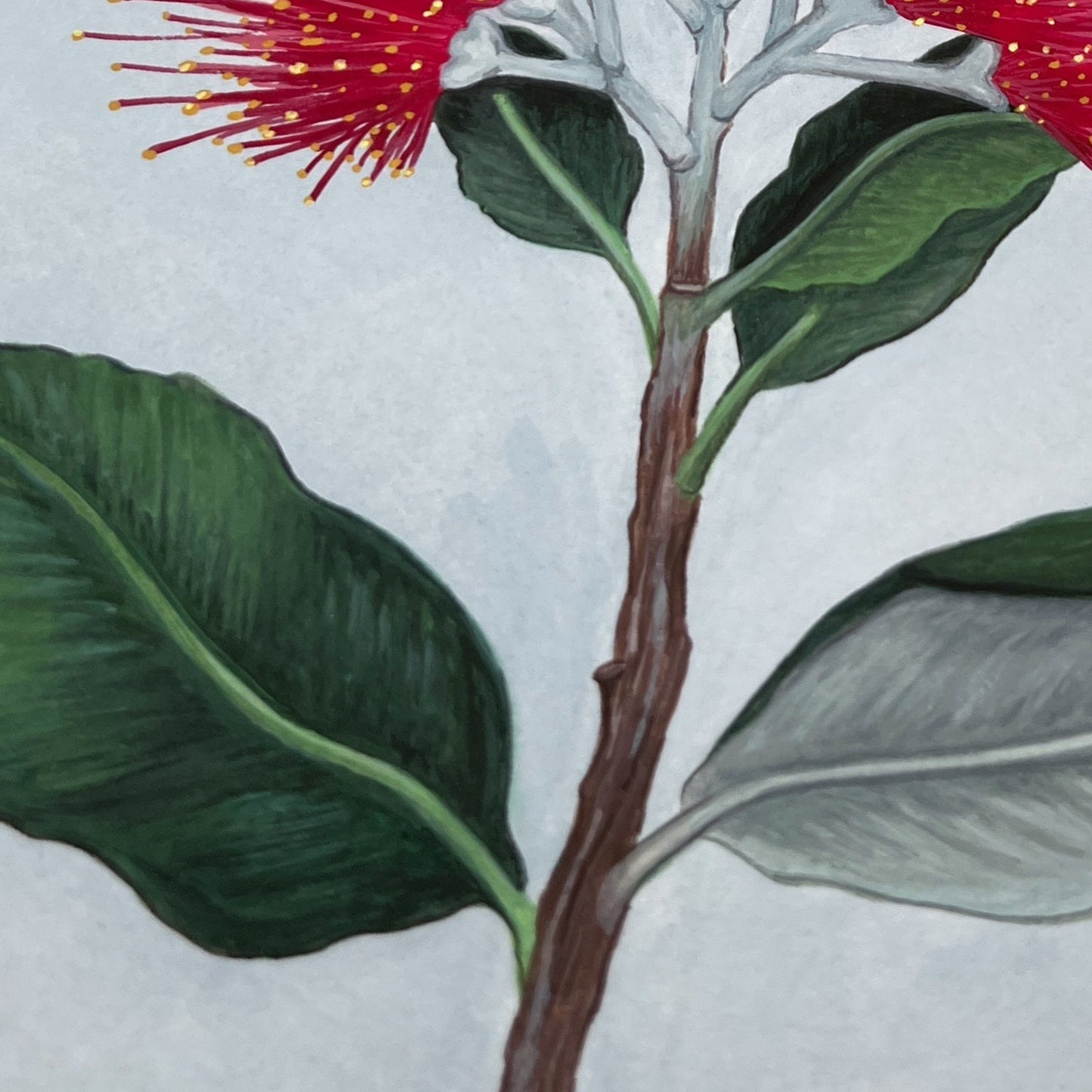 Pohutukawa Fine Art Print